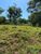 Fazenda, 213 hectares - Foto 3