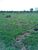 Fazenda, 226 m² - Foto 3