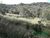 Terreno, 3 hectares - Foto 3