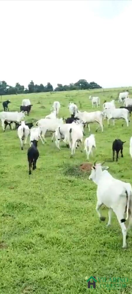 Terreno, 404 m² - Foto 5