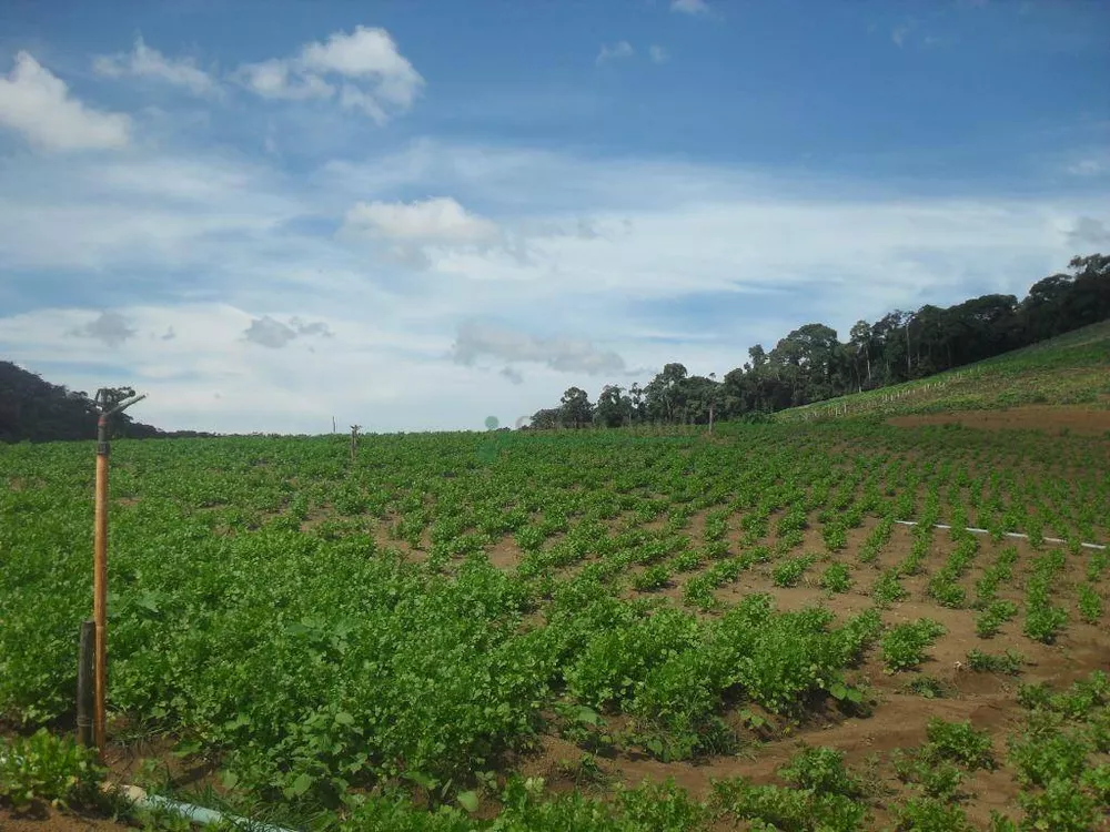 Fazenda, 94 hectares - Foto 19