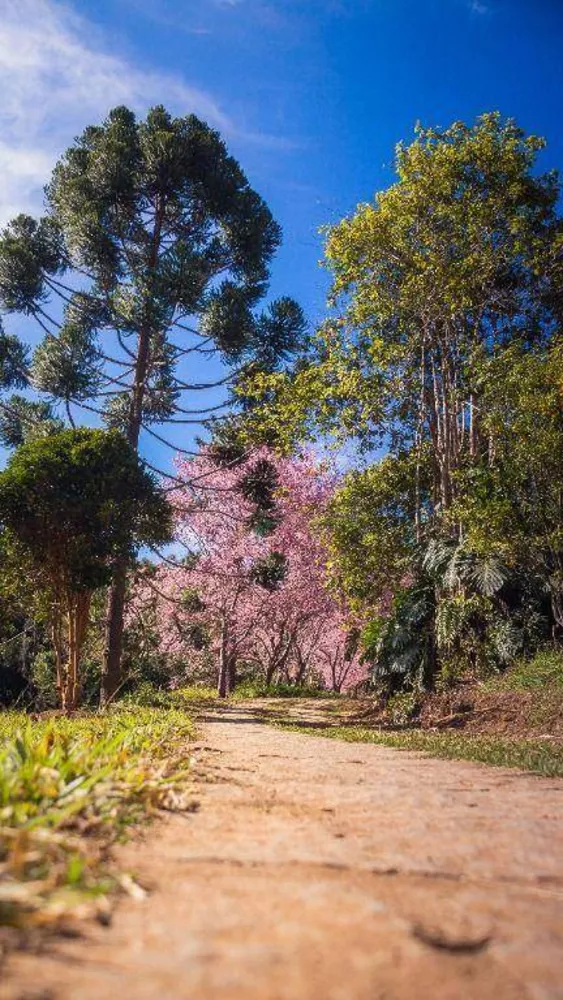 Casa de Condomínio à venda com 1 quarto, 1m² - Foto 4