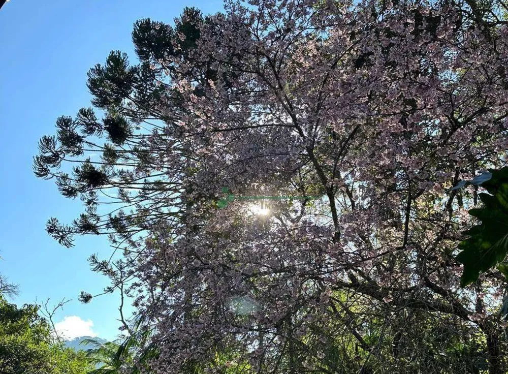 Sítio, 4 quartos, 3840 m² - Foto 11