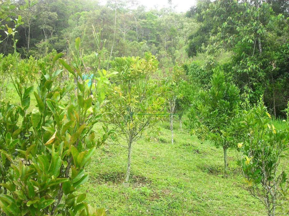 Sítio, 4 quartos, 42 hectares - Foto 19