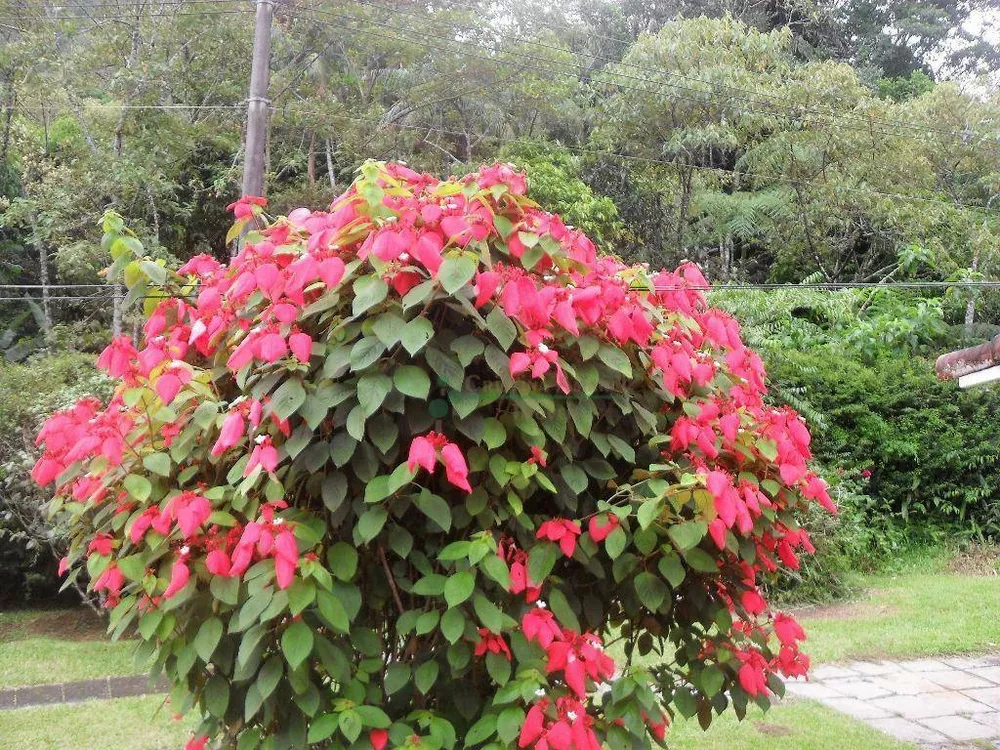 Sítio, 4 quartos, 42 hectares - Foto 28