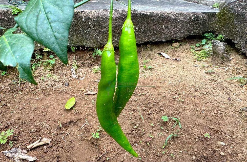 Casa, 4 quartos, 111 m² - Foto 26