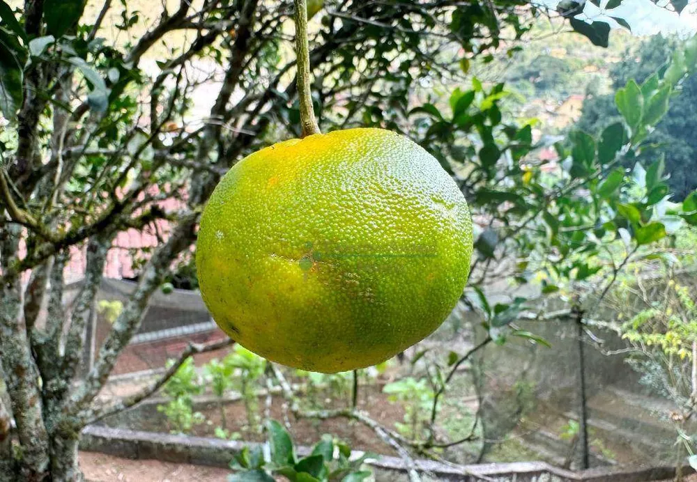 Casa, 4 quartos, 111 m² - Foto 25