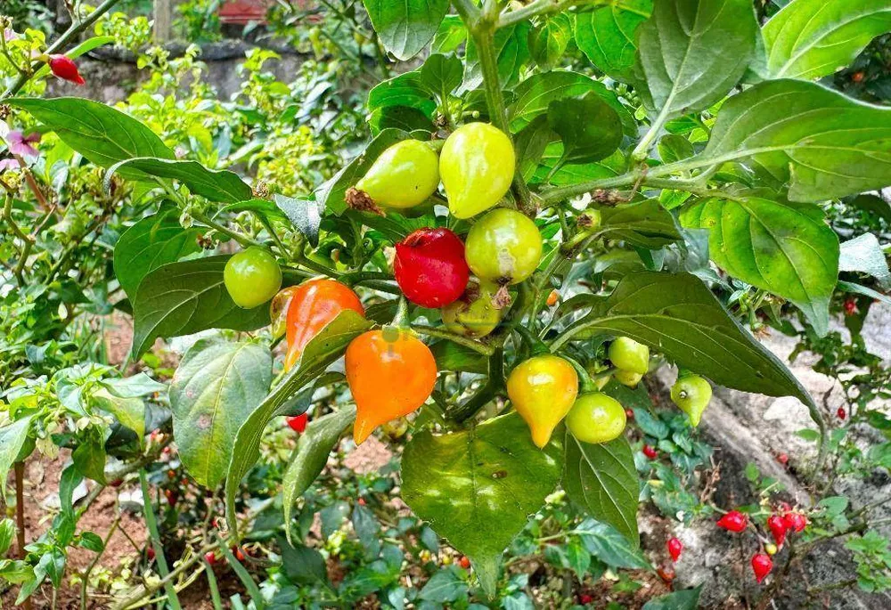 Casa, 4 quartos, 111 m² - Foto 27