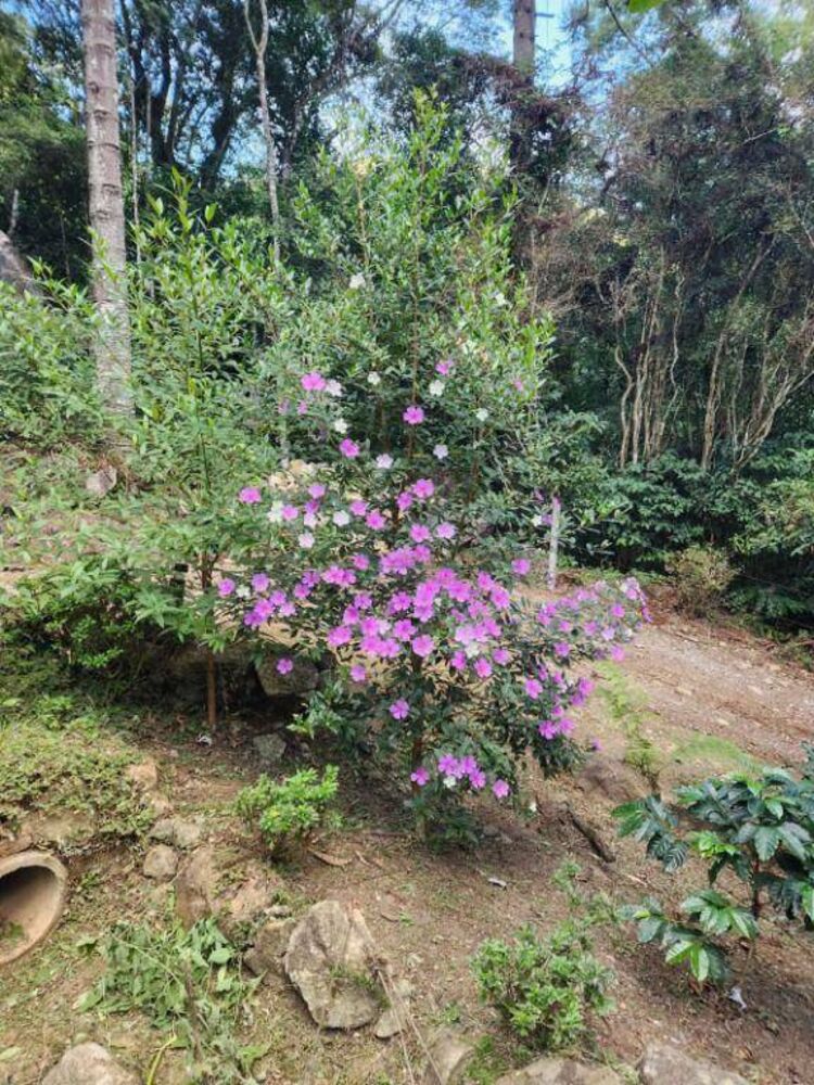 Terreno, 5500 m² - Foto 4