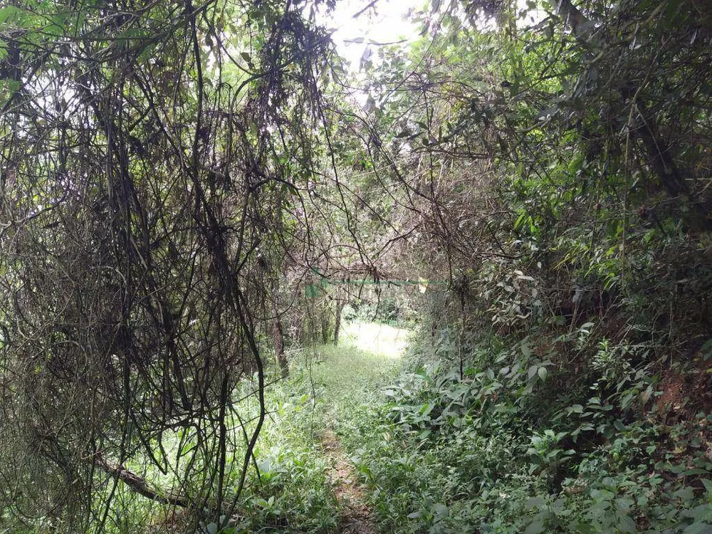 Chácara, 4 quartos, 10 hectares - Foto 4