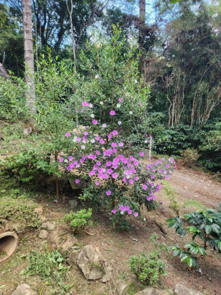 Terreno, 5500 m² - Foto 4