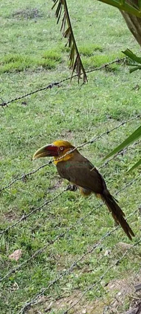 Sítio, 4 quartos, 12 hectares - Foto 15