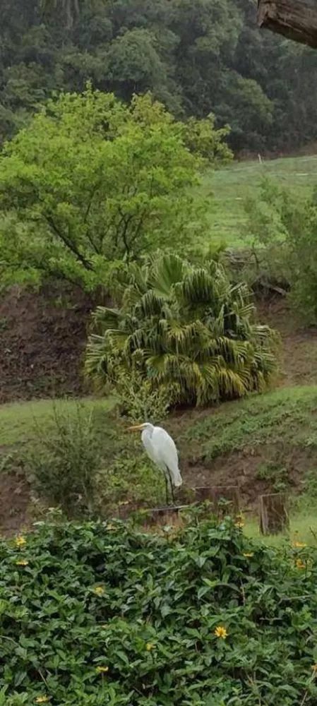 Sítio, 4 quartos, 12 hectares - Foto 13