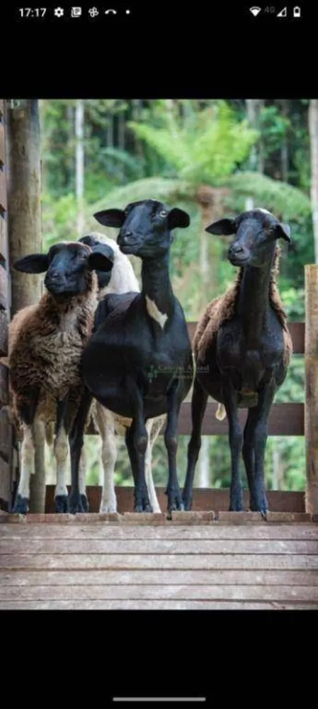 Sítio, 4 quartos, 12 hectares - Foto 9