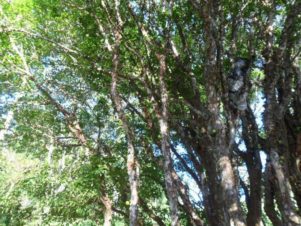 Chácara, 4 quartos, 14 hectares - Foto 14