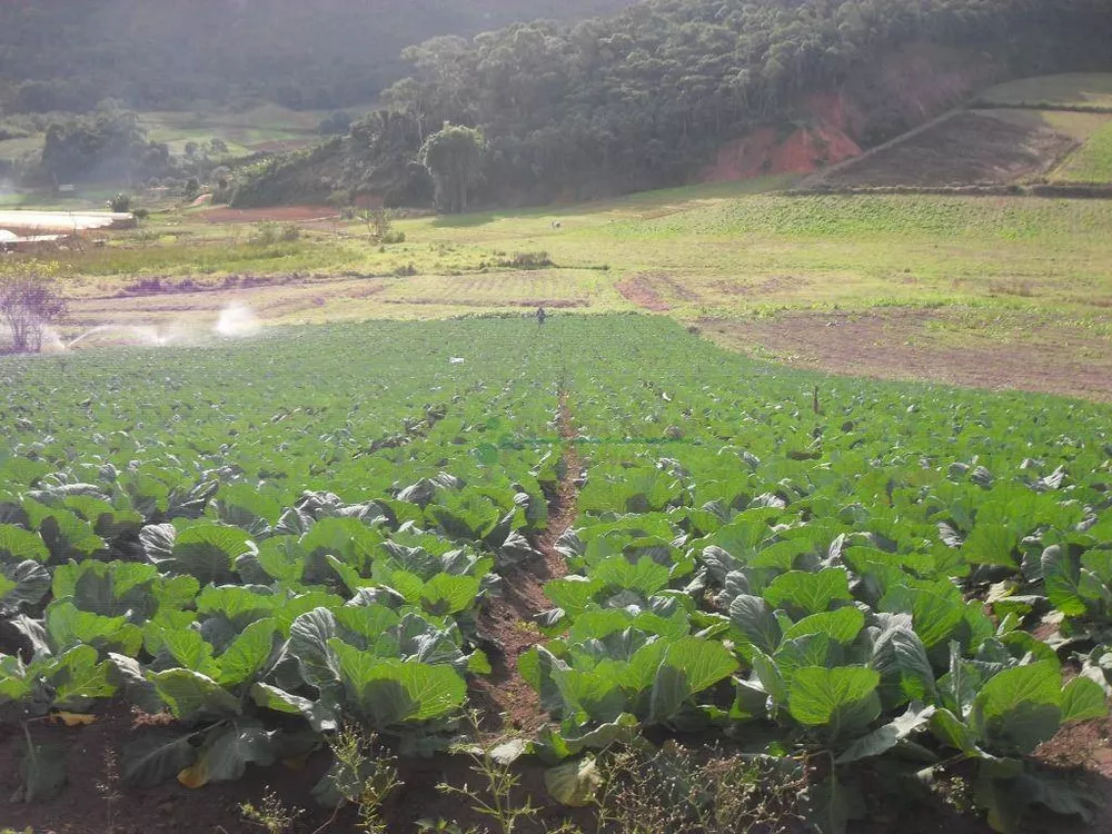 Sítio, 3 quartos, 25 hectares - Foto 1