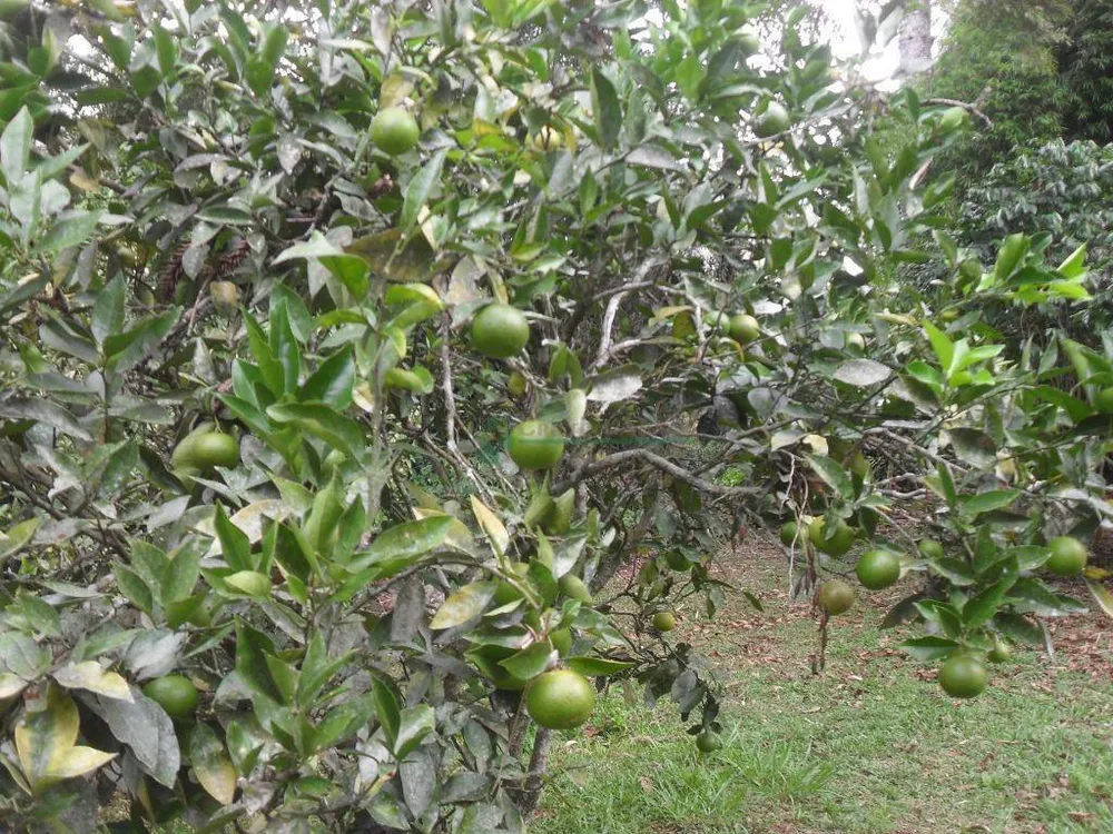 Sítio, 5 quartos, 12 hectares - Foto 12