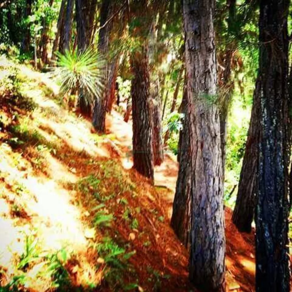 Sítio, 4 quartos, 5070 m² - Foto 6