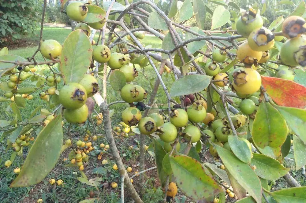 Casa, 4 quartos, 350 m² - Foto 33