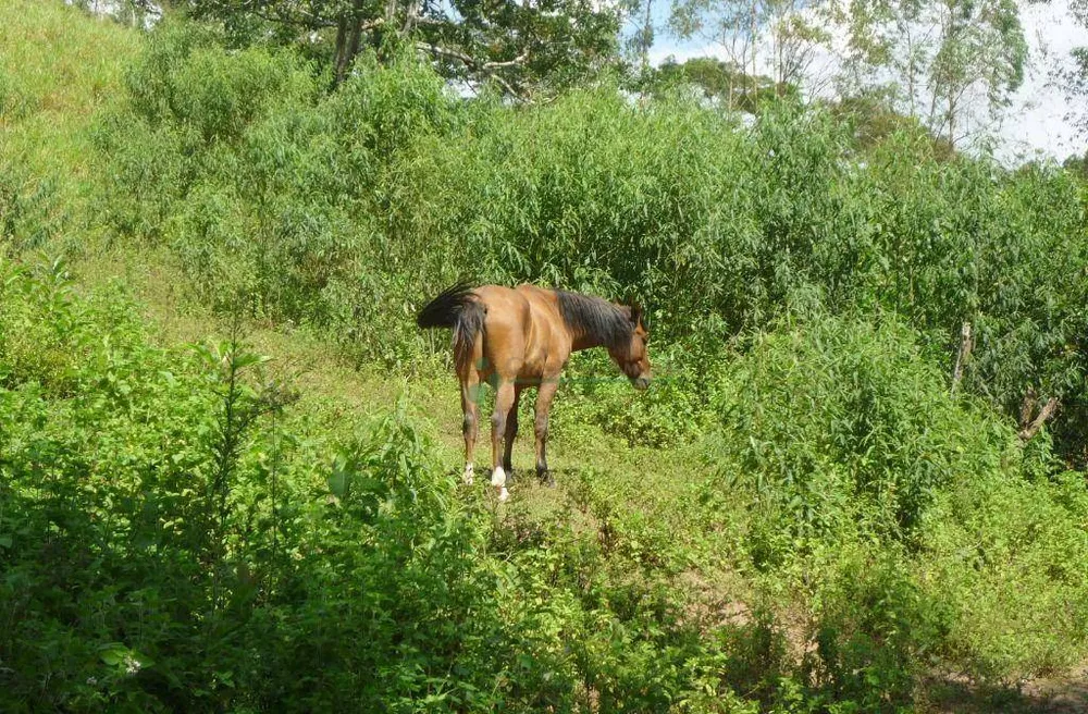 Sítio, 3 quartos, 21 hectares - Foto 44