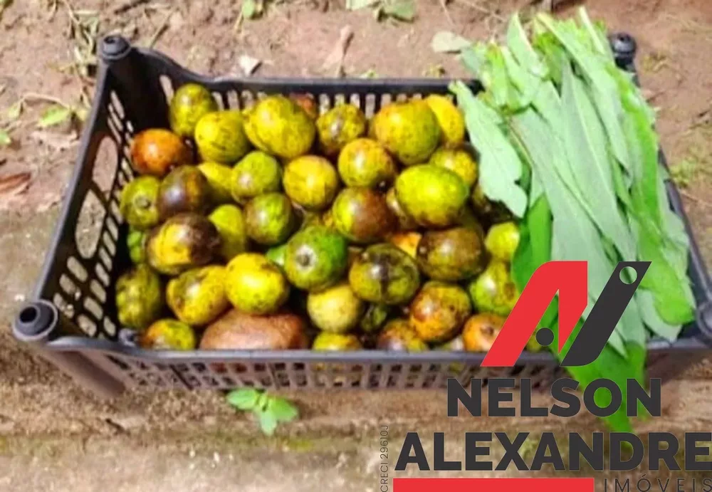 Chácara, 3 quartos, 1307 m² - Foto 15