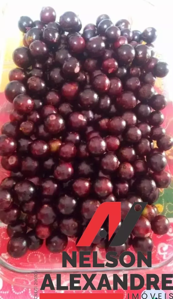 Chácara, 3 quartos, 1307 m² - Foto 13