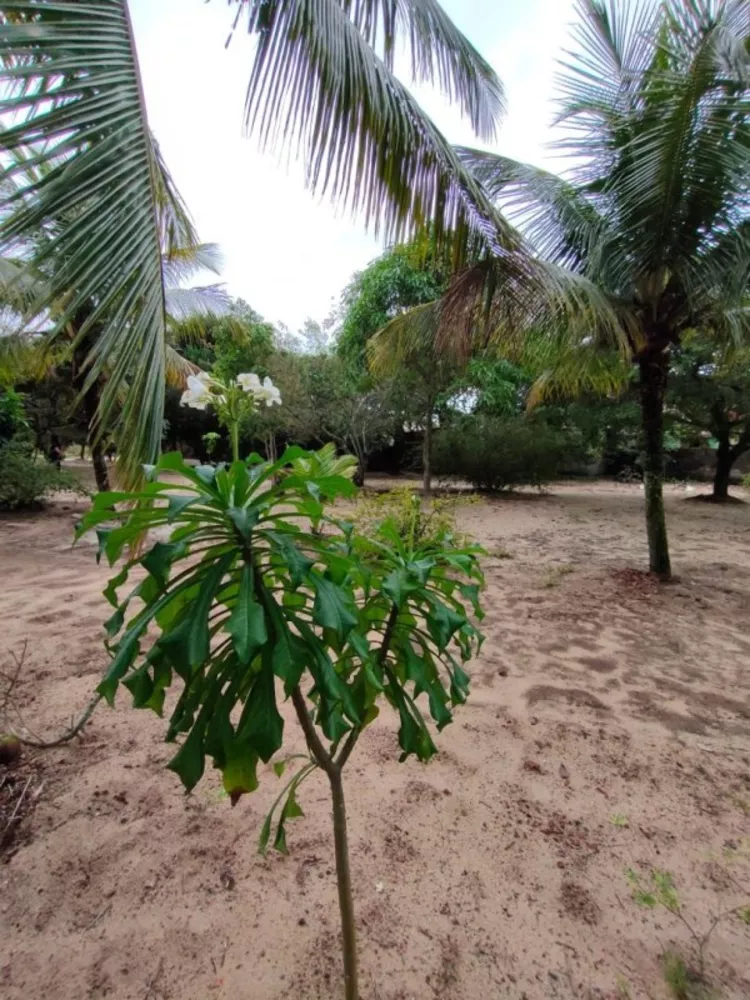 Sítio, 1 quarto, 5000 m² - Foto 8