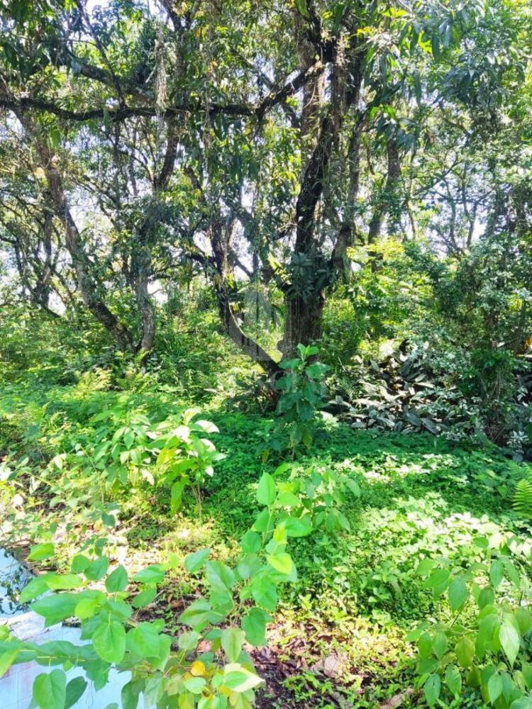 Sítio, 5 quartos, 2 hectares - Foto 11