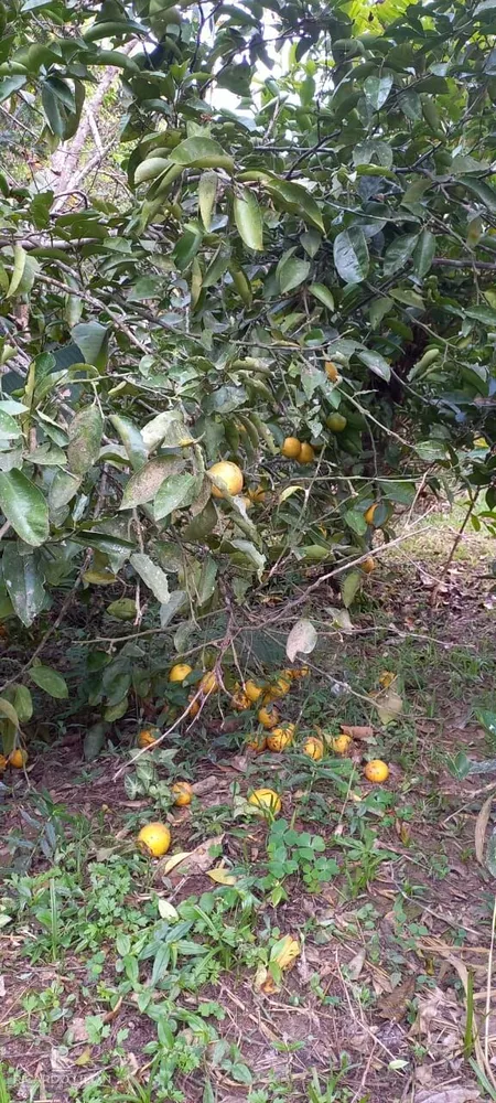 Fazenda à venda com 4 quartos, 1124m² - Foto 22