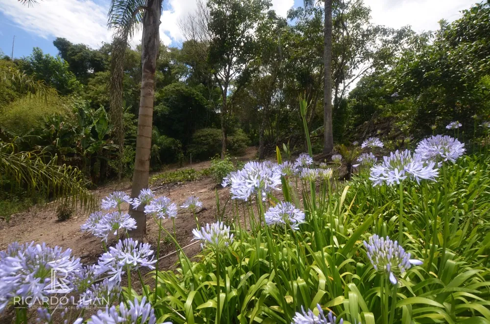 Chácara, 6 quartos, 4 hectares - Foto 8