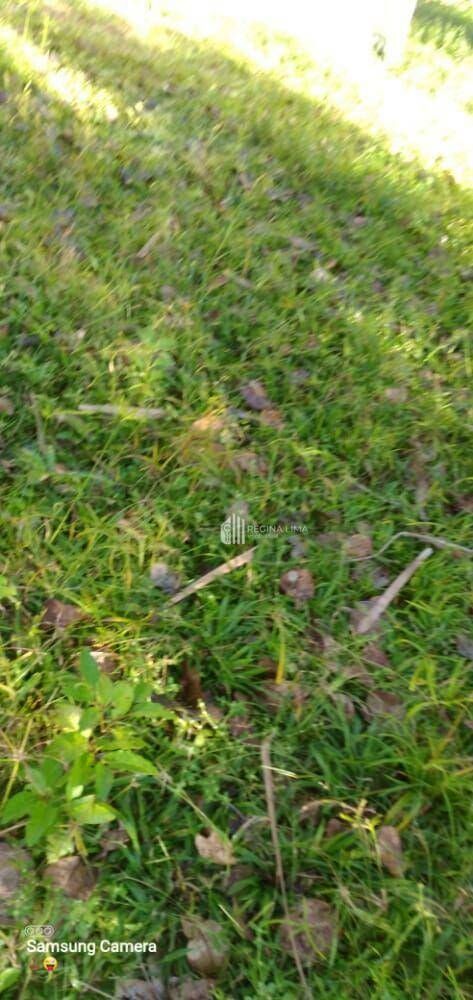 Chácara, 20 hectares - Foto 3