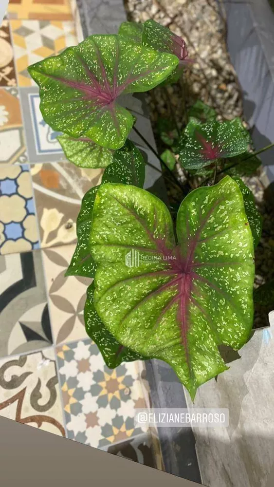 Casa, 4 quartos, 168 m² - Foto 10