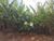 Terreno, 1 hectares - Foto 7
