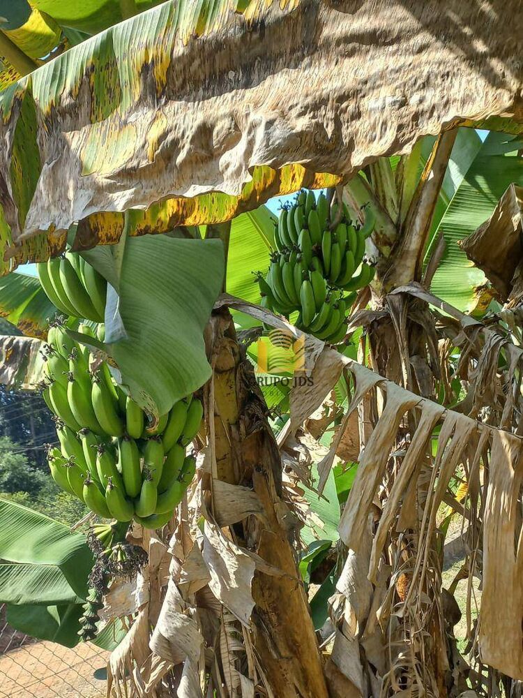 Chácara, 2 quartos, 1502 m² - Foto 19