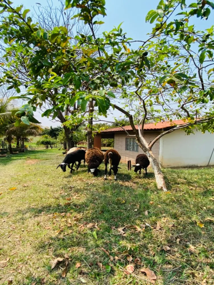 Chácara, 3 quartos - Foto 2