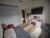 Sobrado, 2 quartos, 37 m² - Foto 7
