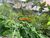 Terreno, 444 m² - Foto 4