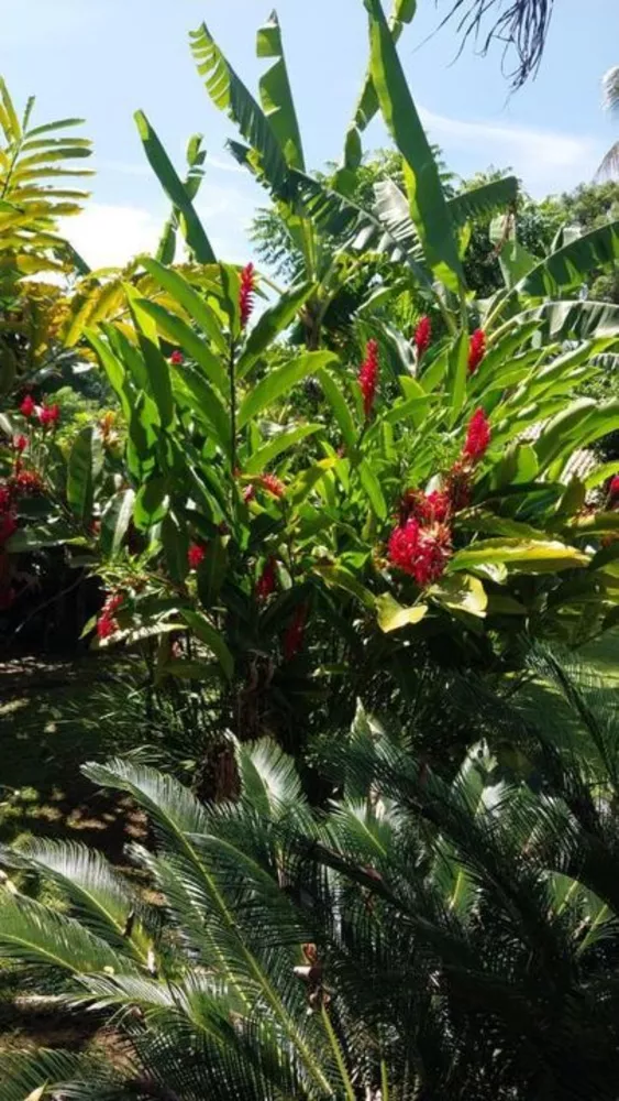 Casa, 3 quartos - Foto 16