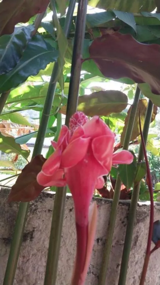 Casa, 3 quartos - Foto 27