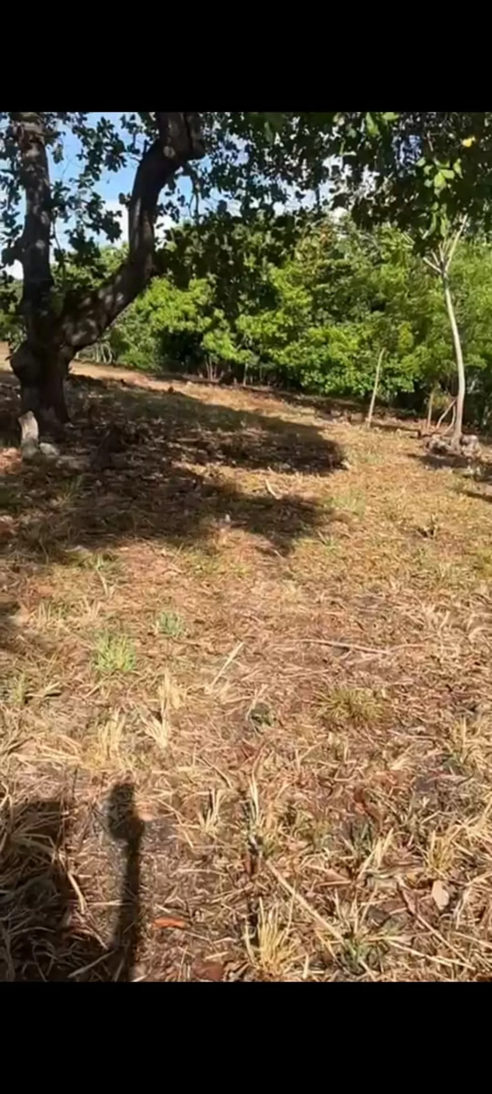 Sítio, 1 quarto, 3 hectares - Foto 6