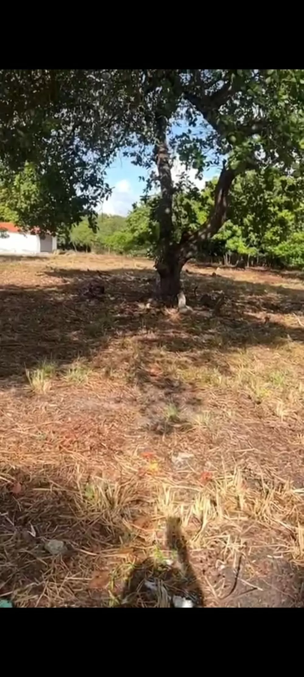 Sítio, 1 quarto, 3 hectares - Foto 7