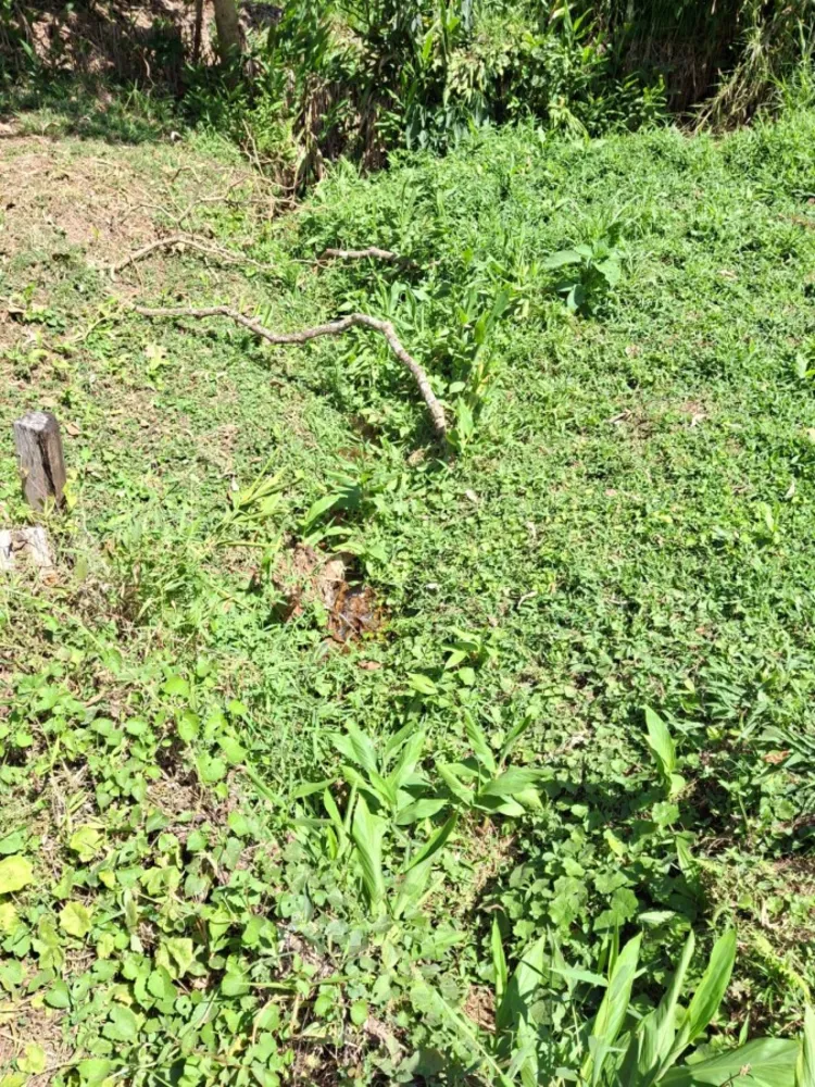 Terreno, 2 hectares - Foto 2