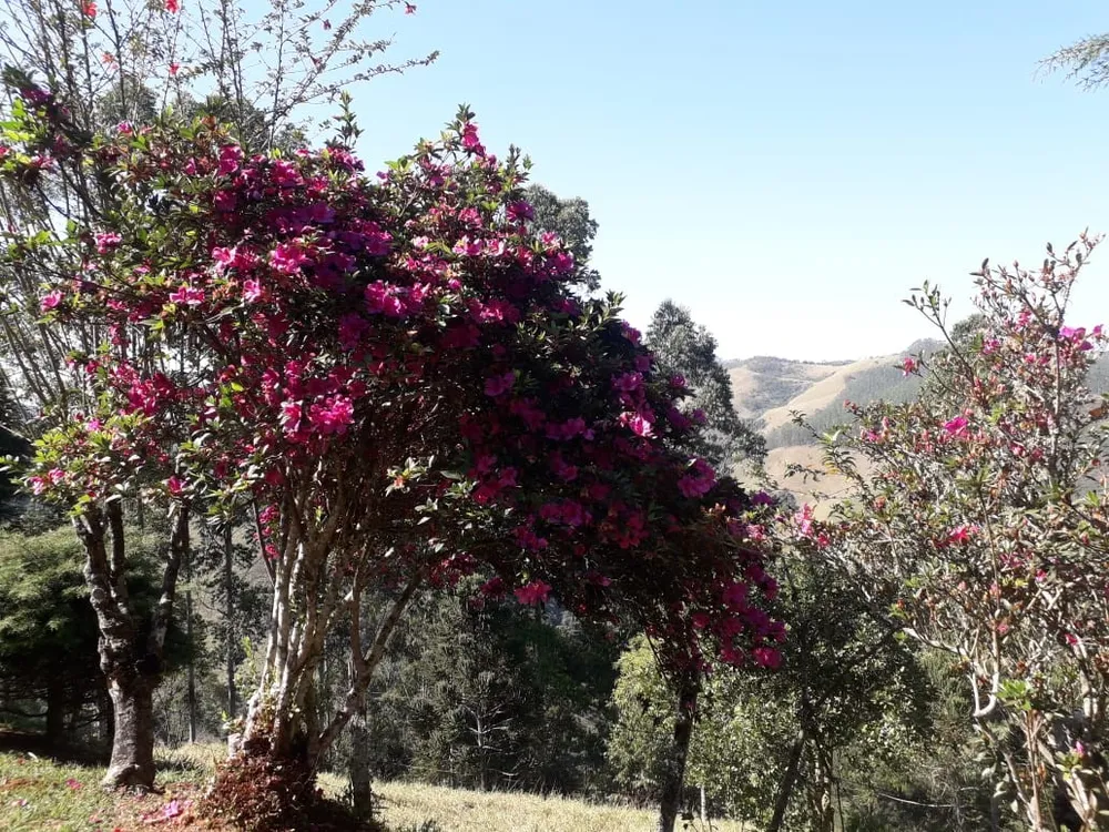 Terreno, 5 hectares - Foto 12