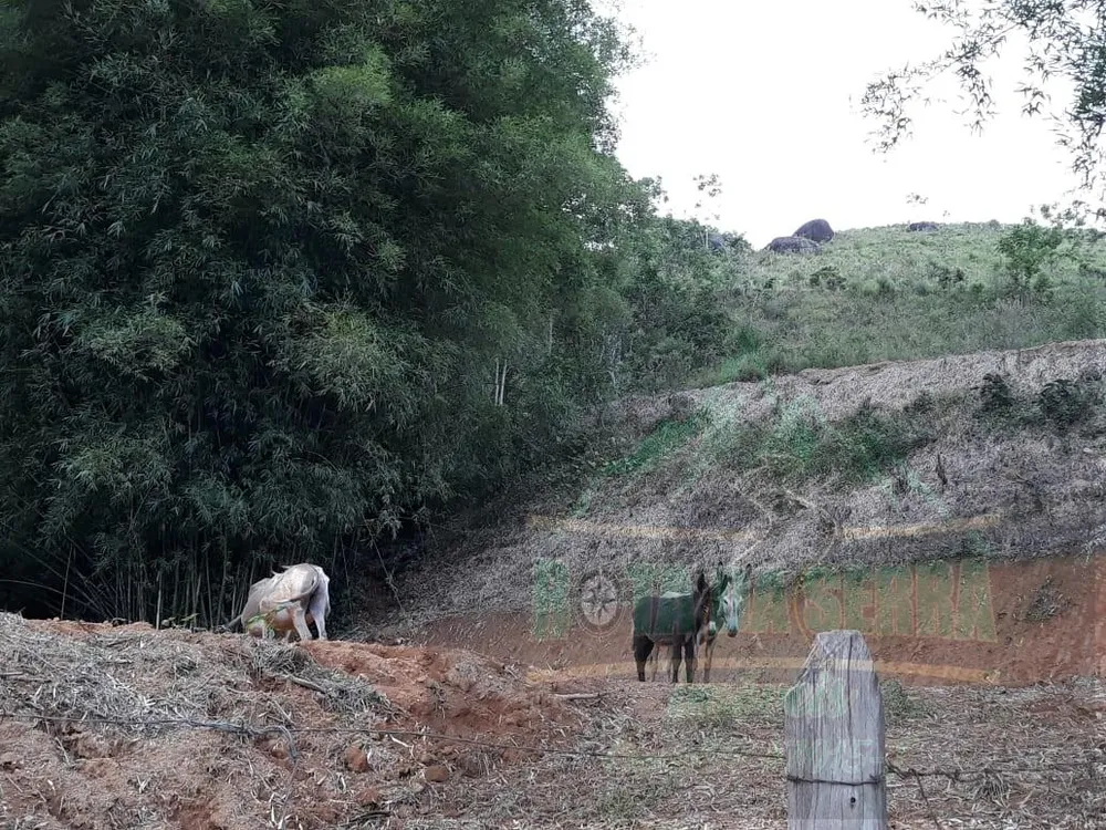 Terreno, 4 hectares - Foto 4