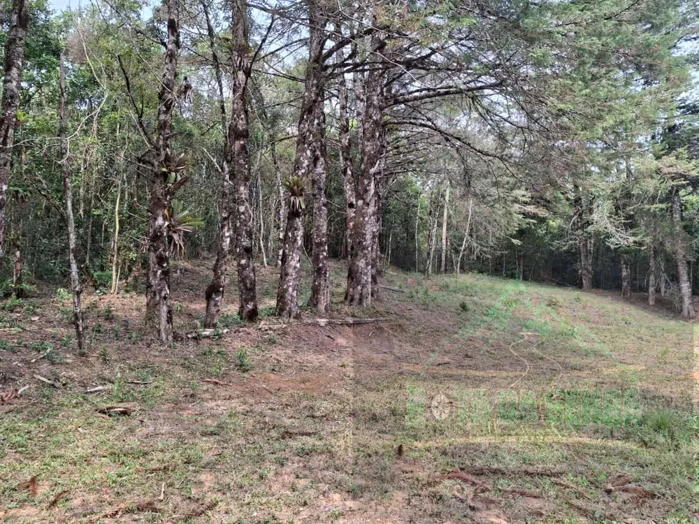Terreno, 17 hectares - Foto 8
