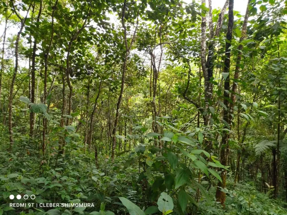 Terreno, 22 hectares - Foto 11
