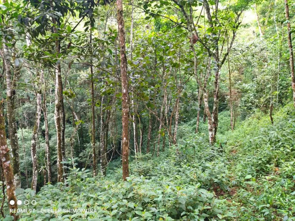 Terreno, 22 hectares - Foto 7