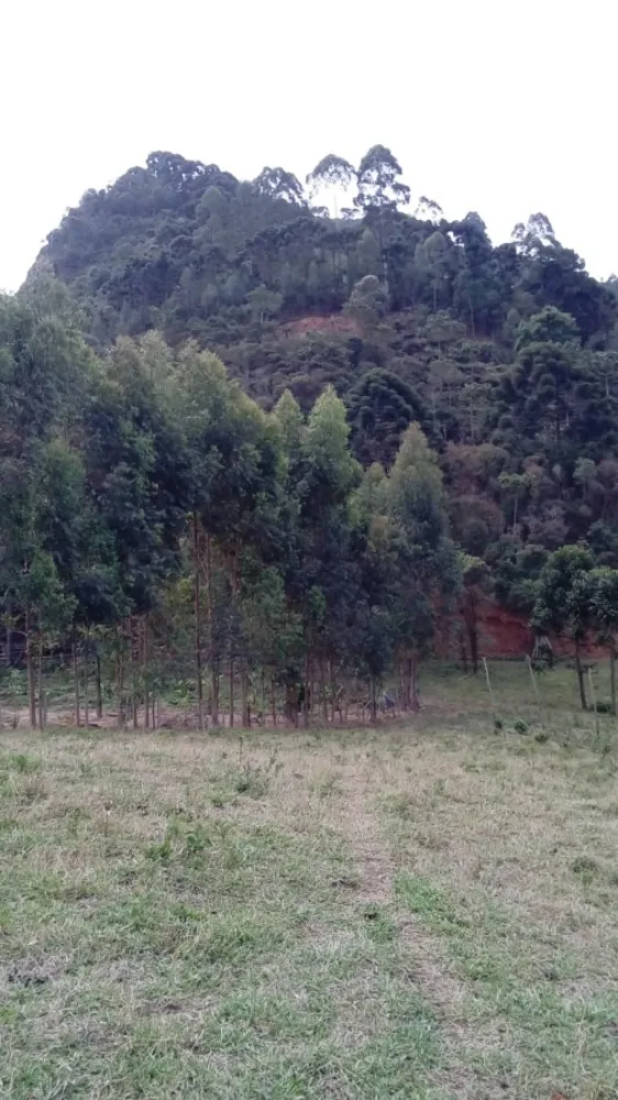 Terreno, 4 hectares - Foto 12