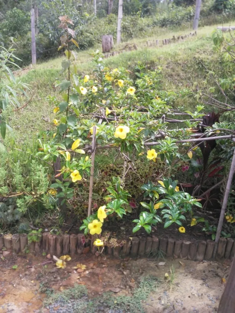 Terreno, 2 hectares - Foto 10