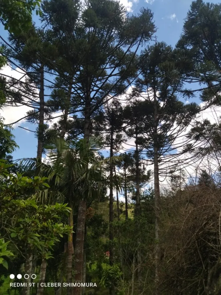 Terreno, 5 hectares - Foto 8